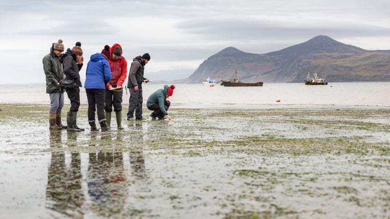 Seagrass is inspected on the coast at Porthdinllaen, Gwynedd